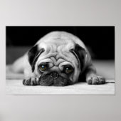 Sad Pug Poster (Voorkant)