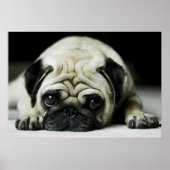 Sad Pug Puppy Dog Poster (Voorkant)