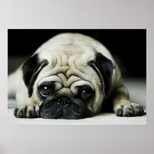 Sad Pug Puppy Dog Poster (Voorkant)