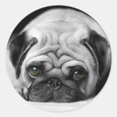 Sad Pug Ronde Sticker (Voorkant)