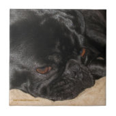 Sad Pug Tile Tegeltje (Voorkant)