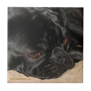 Sad Pug Tile Tegeltje