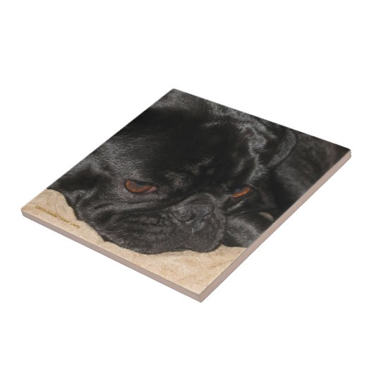 Sad Pug Tile Tegeltje (Zijkant)