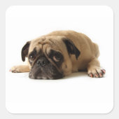 Sad Pug Vierkante Sticker (Voorkant)