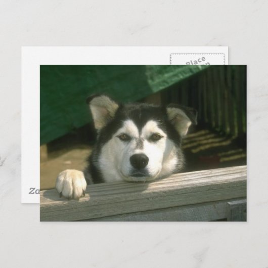 Sad Puppy Briefkaart (Voorkant / Achterkant)