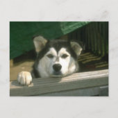 Sad Puppy Briefkaart (Voorkant)