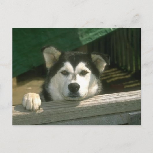 Sad Puppy Briefkaart (Voorkant)