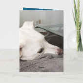 Sad Puppy Dog met papa Sorry voor het verlies van  Kaart (Achterkant)