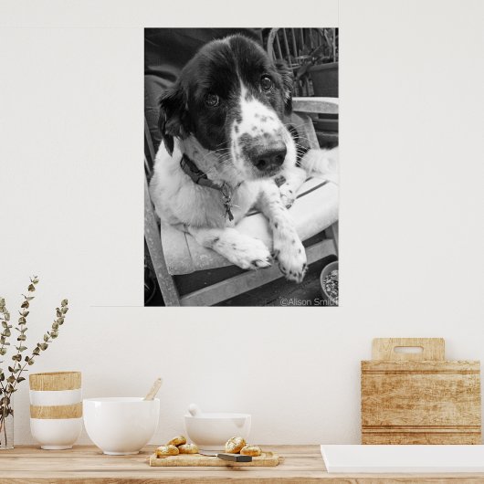 Sad Puppy Poster (Keuken)