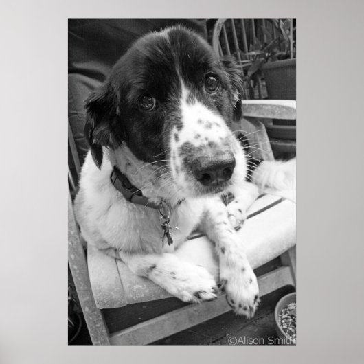 Sad Puppy Poster (Voorkant)