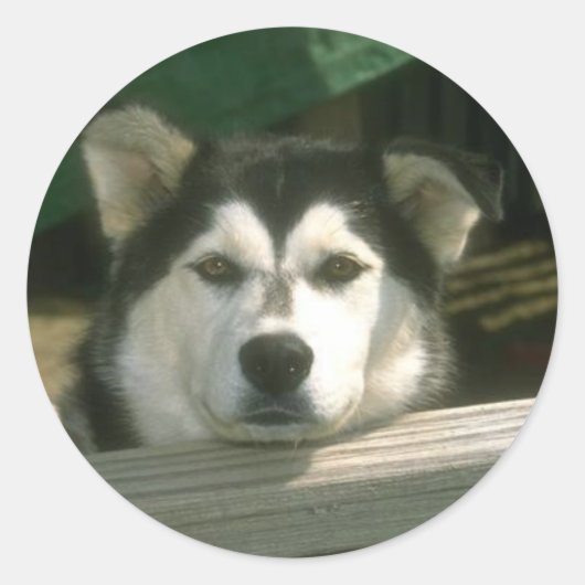 Sad Puppy Ronde Sticker (Voorkant)