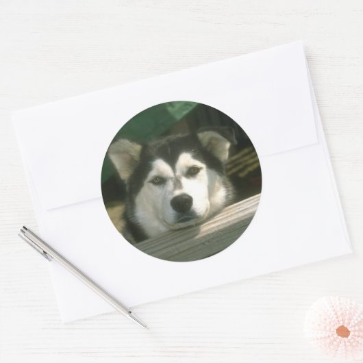 Sad Puppy Ronde Sticker (Envelop)