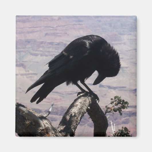 Sad Raven Magnet 01 (Voorkant)
