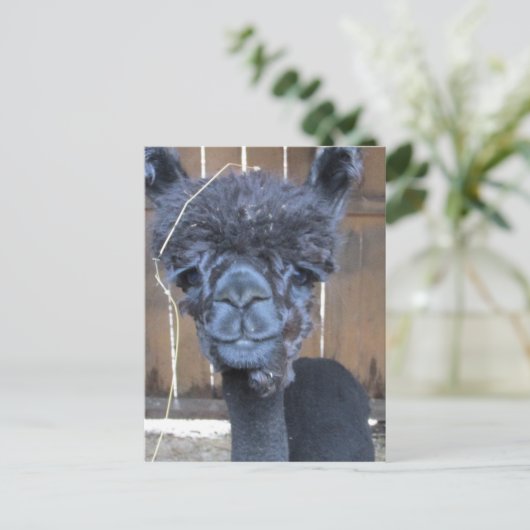 Sad Shaved Alpaca Briefkaart (Staand voorkant)