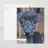 Sad Shaved Alpaca Briefkaart (Voorkant / Achterkant)