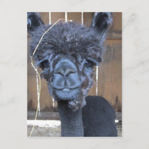 Sad Shaved Alpaca Briefkaart