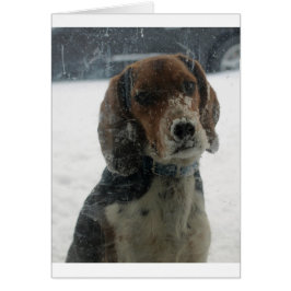 Sad Snowy Beagle Face die naar binnen kijkt