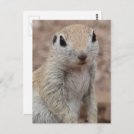 Sad Squirrel Briefkaart (Voorkant / Achterkant)