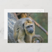 Sad zien Howler Monkey Briefkaart (Voorkant / Achterkant)