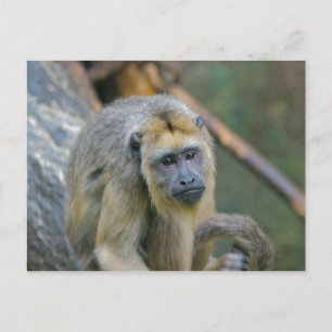 Sad zien Howler Monkey Briefkaart