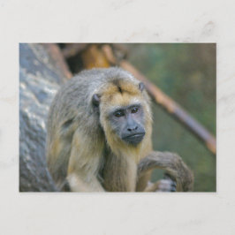 Sad zien Howler Monkey Briefkaart