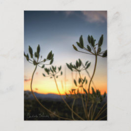 Saddle Rock Sunset Briefkaart