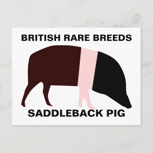 Saddleback Pig Briefkaart (Voorkant)