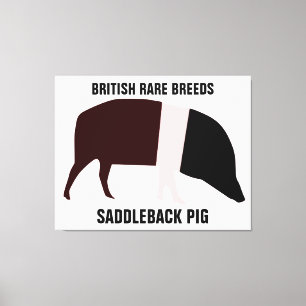 Saddleback Pig Canvas Afdrukken
