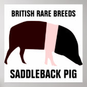 Saddleback Pig Poster (Voorkant)