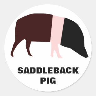 Saddleback Pig  Sticker