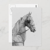 Saddlebred fijnharnas briefkaart (Voorkant / Achterkant)