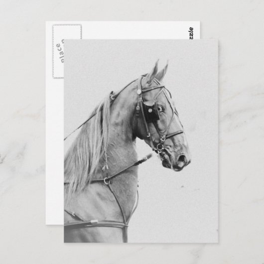 Saddlebred fijnharnas briefkaart (Voorkant / Achterkant)