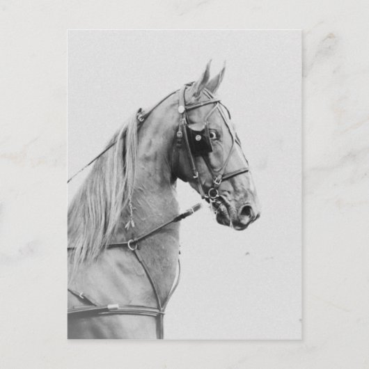 Saddlebred fijnharnas briefkaart (Voorkant)