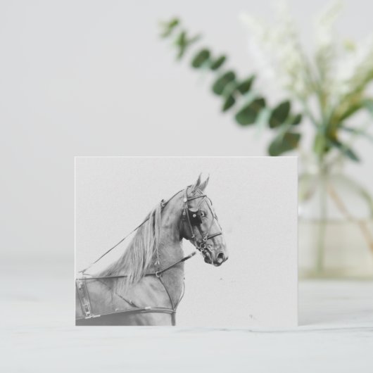 Saddlebred fijnharnas briefkaart (Staand voorkant)