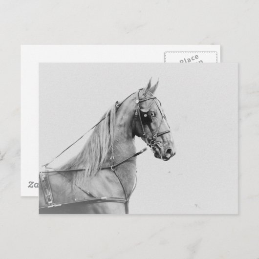 Saddlebred fijnharnas briefkaart (Voorkant / Achterkant)