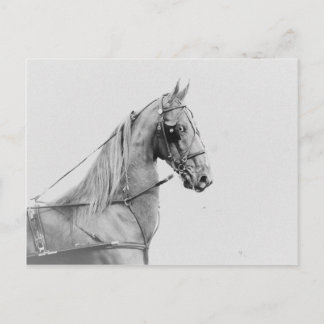 Saddlebred fijnharnas briefkaart