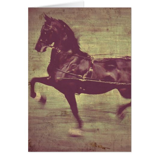 Saddlebred Song (Voorkant)