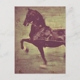 Saddlebred Song Briefkaart