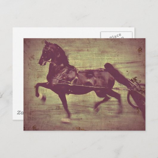 Saddlebred Song Briefkaart (Voorkant / Achterkant)