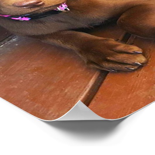 Sadie the Chocolate Labradole Poster (Hoek)