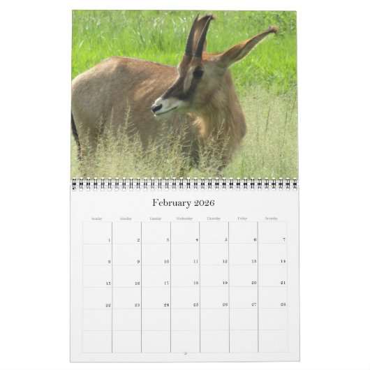 safari 2025 kalender (Feb 2026)