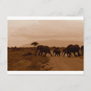 Safari Africa Cute Schattige Destiny Elephant Briefkaart