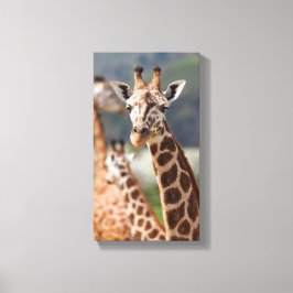 Safari Africa Giraffe Canvas Afdruk