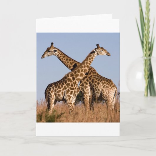 Safari Africa Mod Chic Classy Destiny Giraffe Kaart (Voorkant)