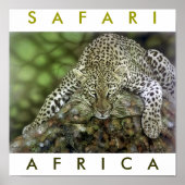 Safari Africa Poster (Voorkant)