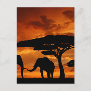 Safari African Baobab tree oliephant silhouette Briefkaart