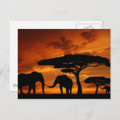Safari African Baobab tree oliephant silhouette Briefkaart (Voorkant / Achterkant)