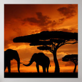 Safari African Baobab tree oliephant silhouette Poster (Voorkant)