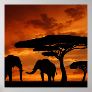 Safari African Baobab tree oliephant silhouette Poster