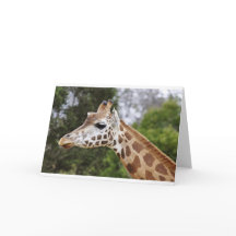 Safari Afrika Modieus Klasse Schikking Giraffe